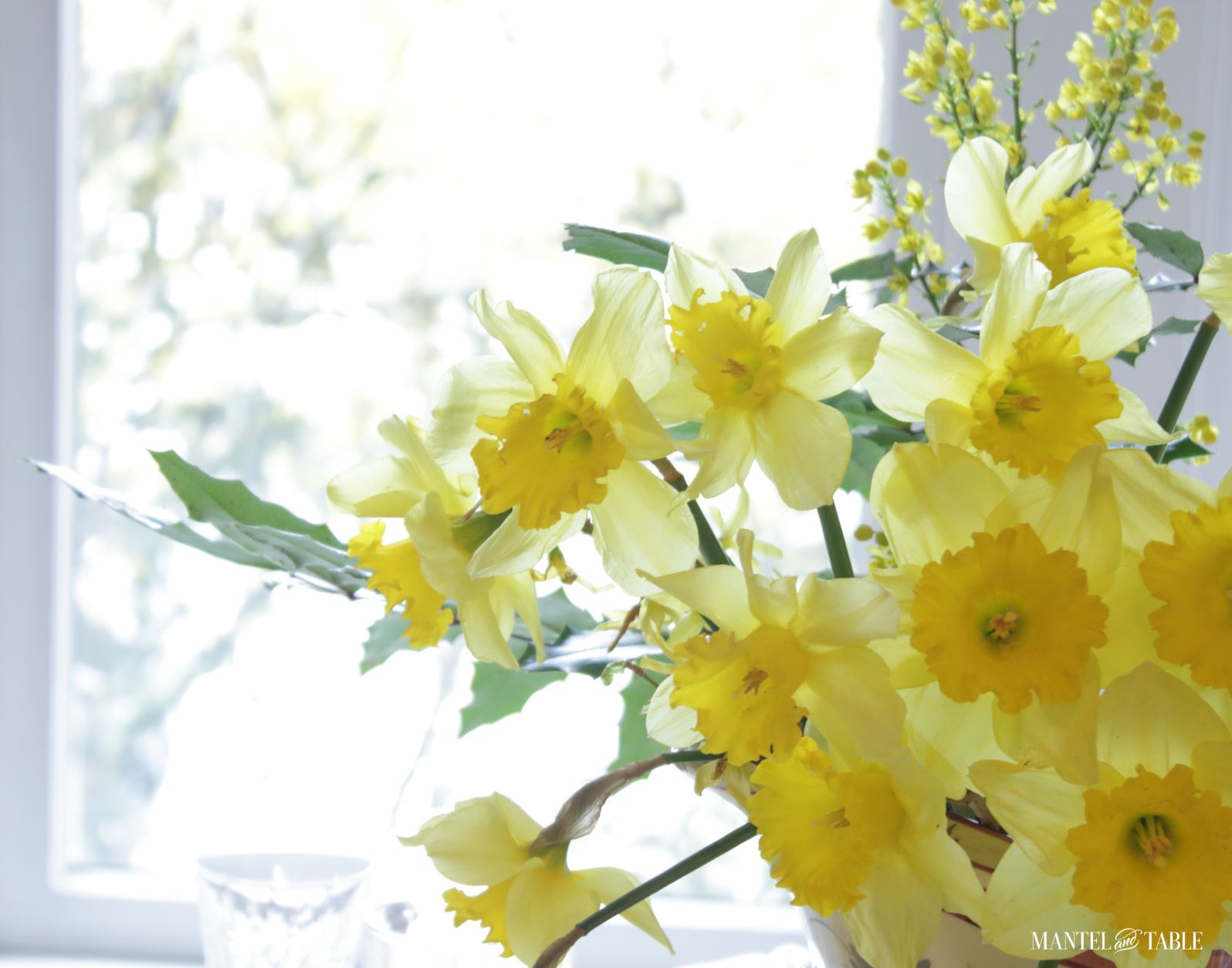 Closeup of daffodils in front of the window