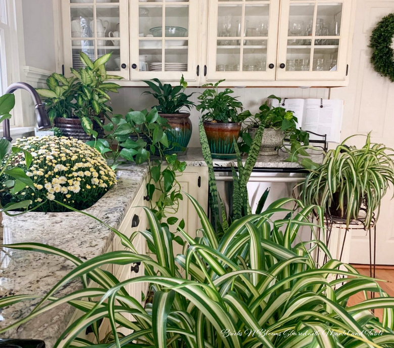 Kitchen counters and sink covered in houseplants