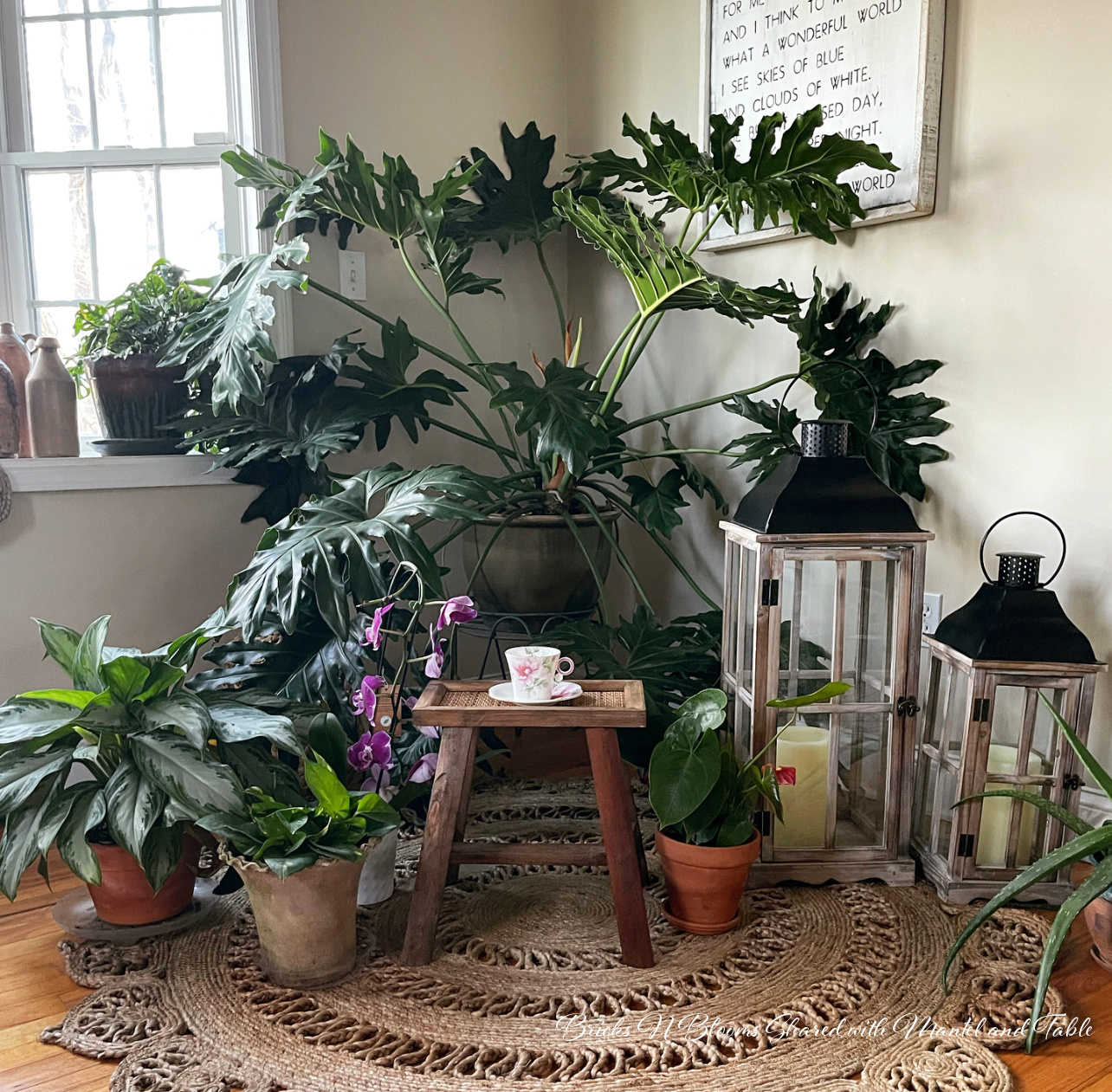 Corner of room full of houseplants and teacup on a wooden stool