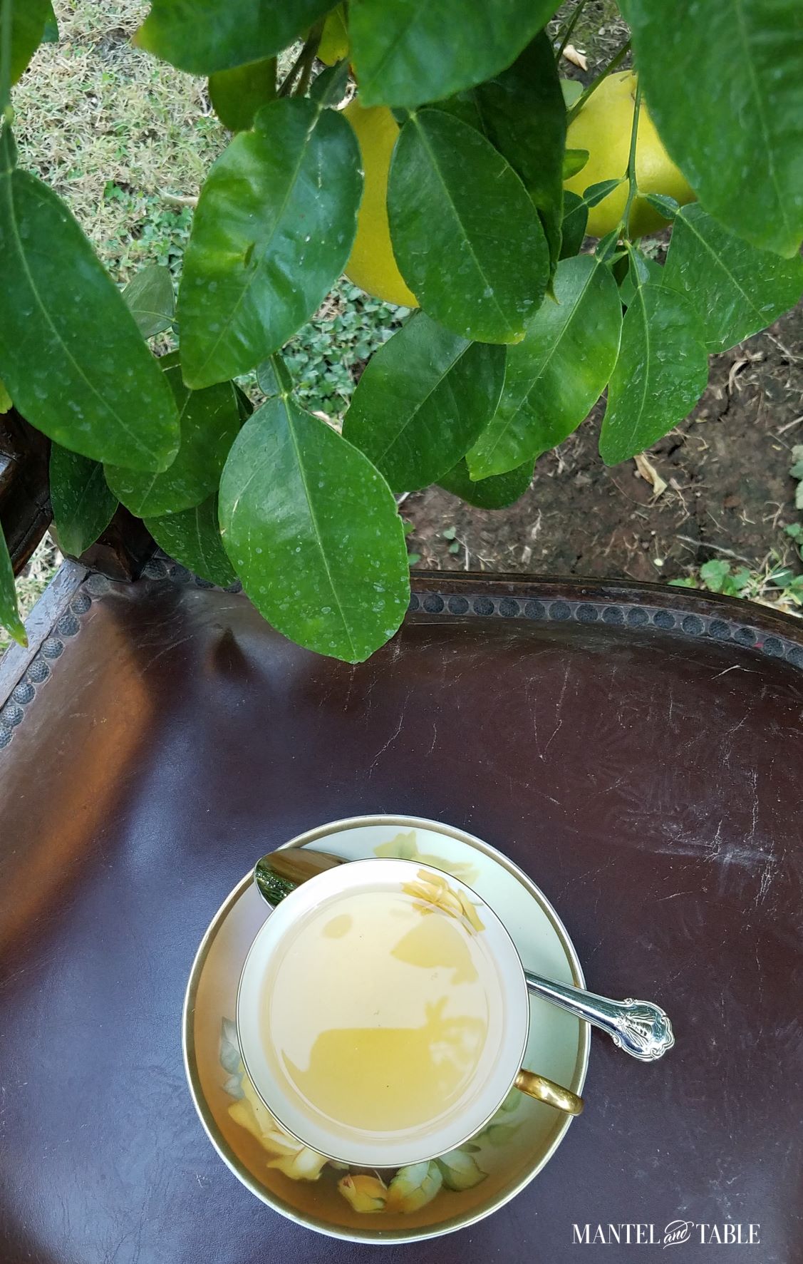 Yellow rose teacup - top view with light yellow tea