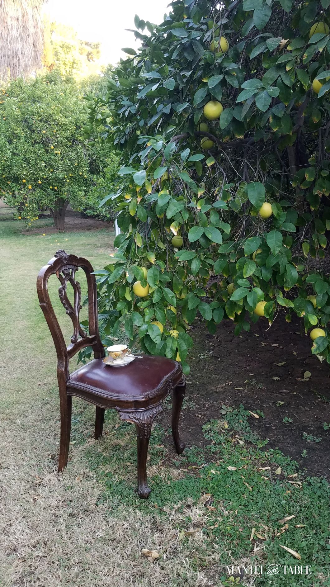 Teacup and saucer on chair in lemon orchard