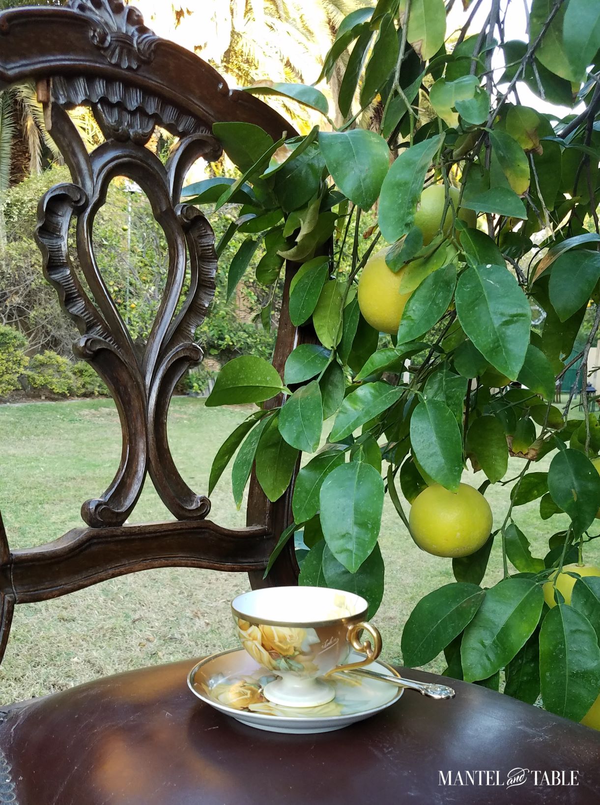 Yellow rose teacup on ornate dining chair next to lemon tree