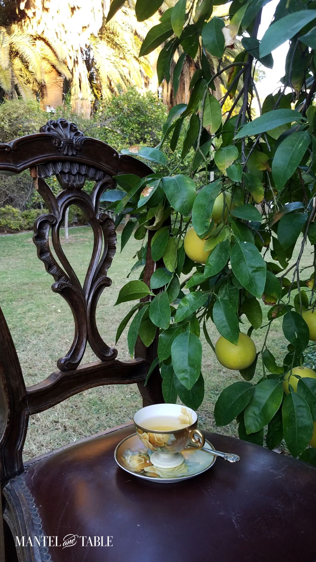 Yellow rose teacup on antique dining chair in orchard with golden glow on trees