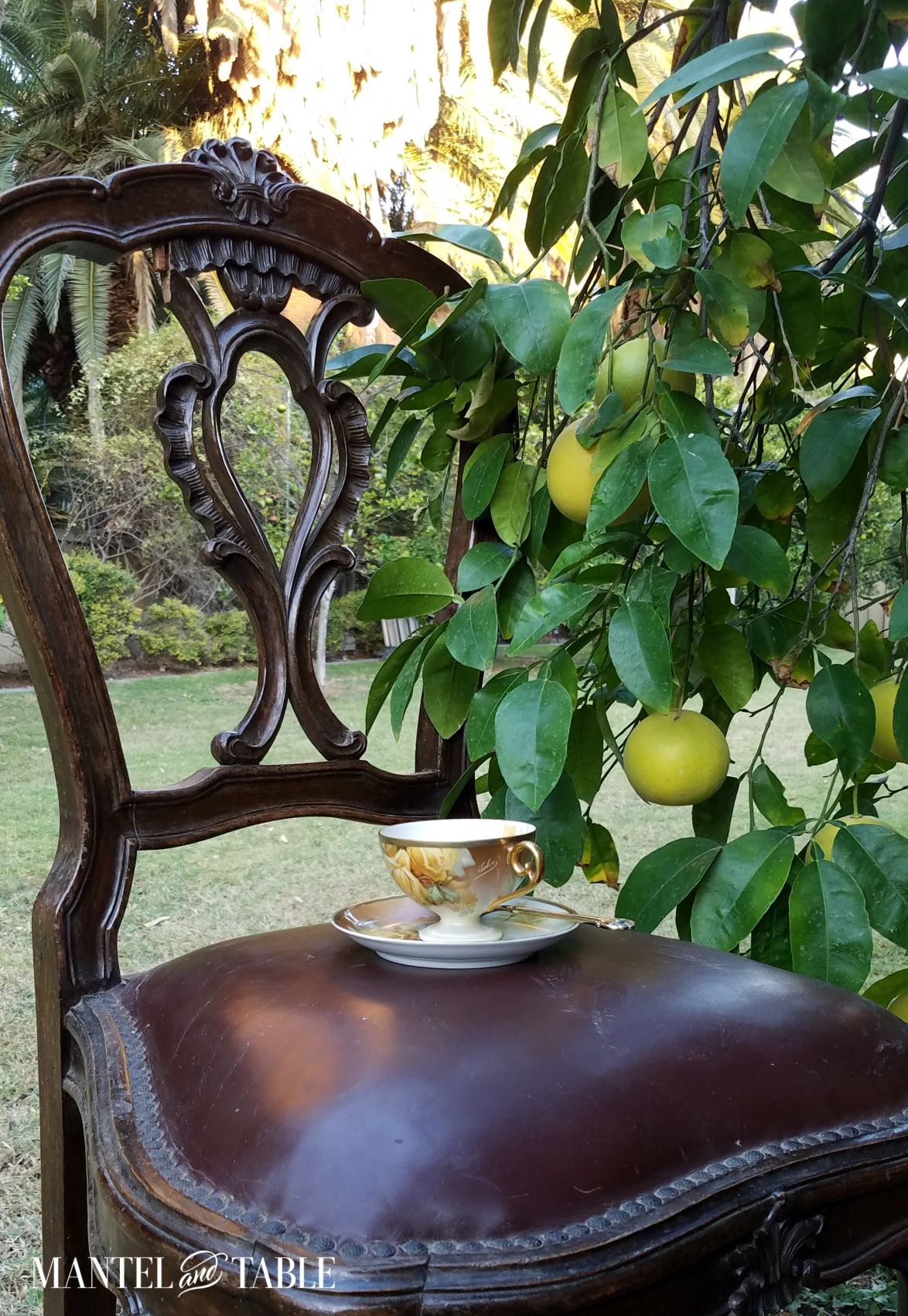Teacup in lemon orchard as sun goes down