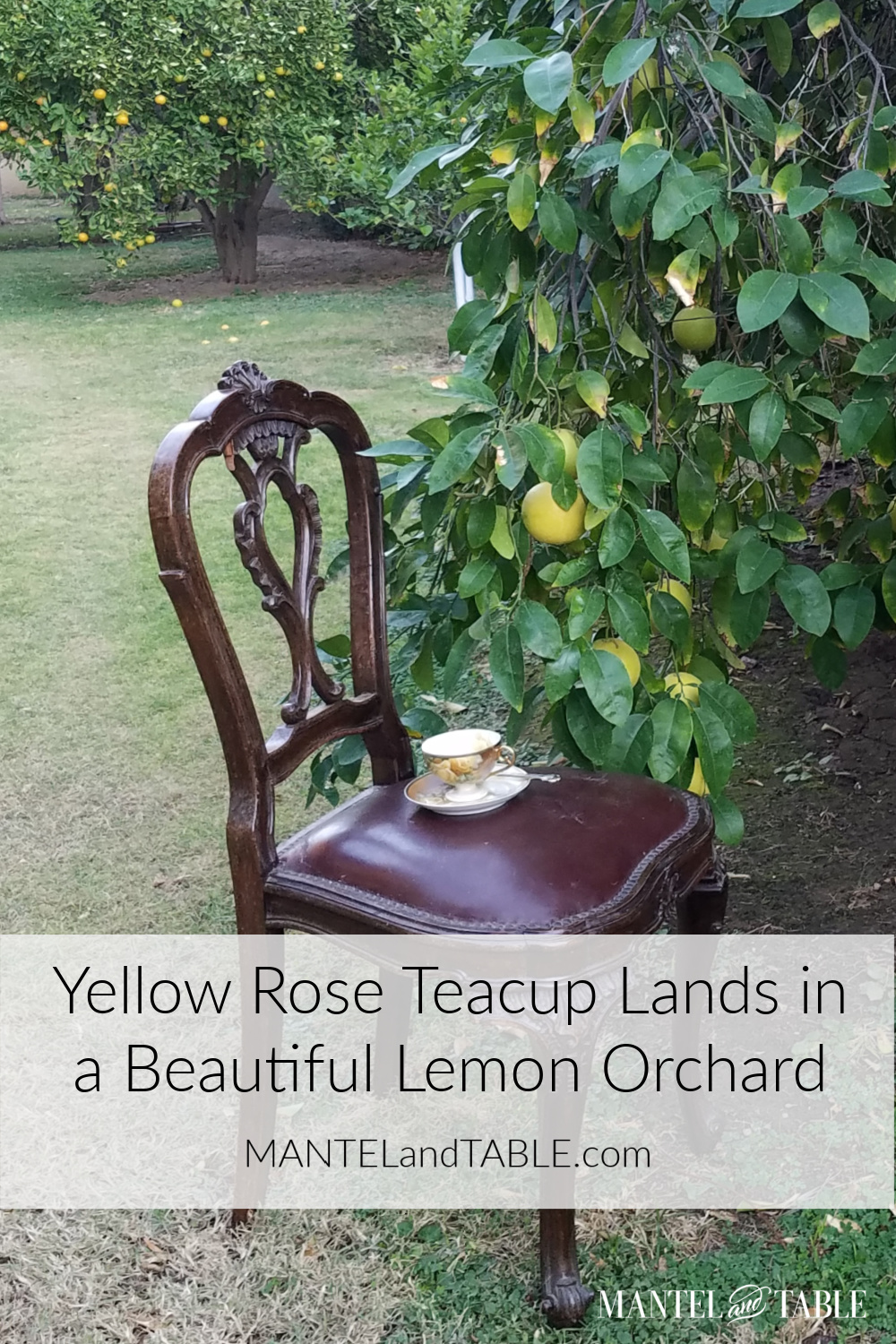 Yellow rose teacup on brown leather chair in lemon orchard, Pinterest banner