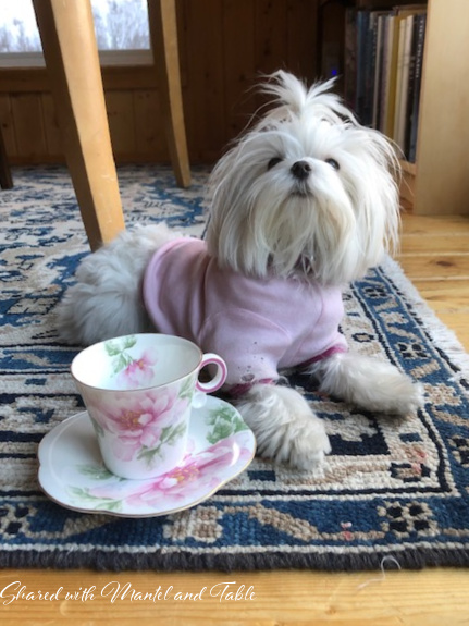 Our Traveling Teacup - pink and white cup with a white terrier wearing a pink coat