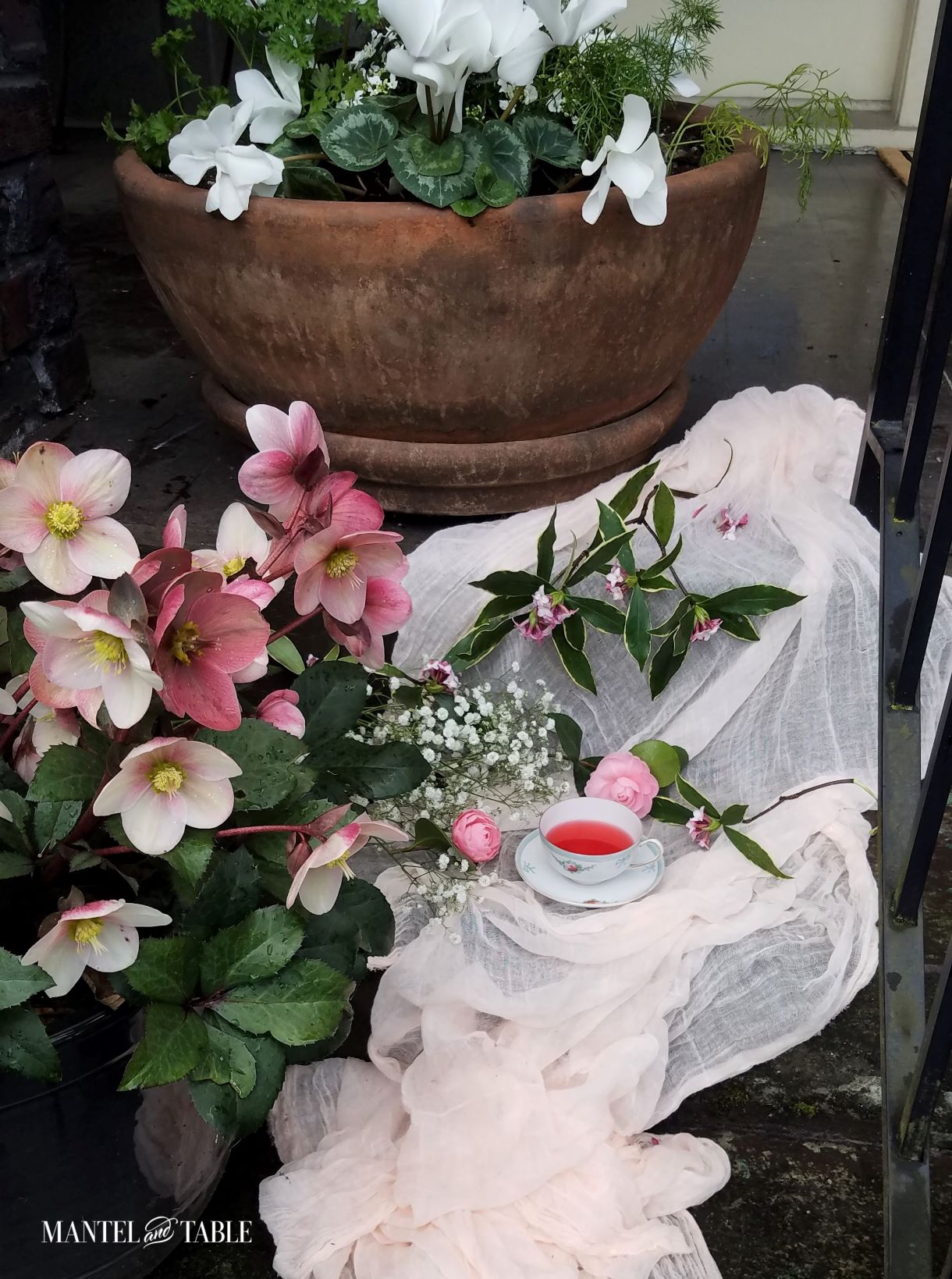 Closeup of darling cup on front steps with flowering plants