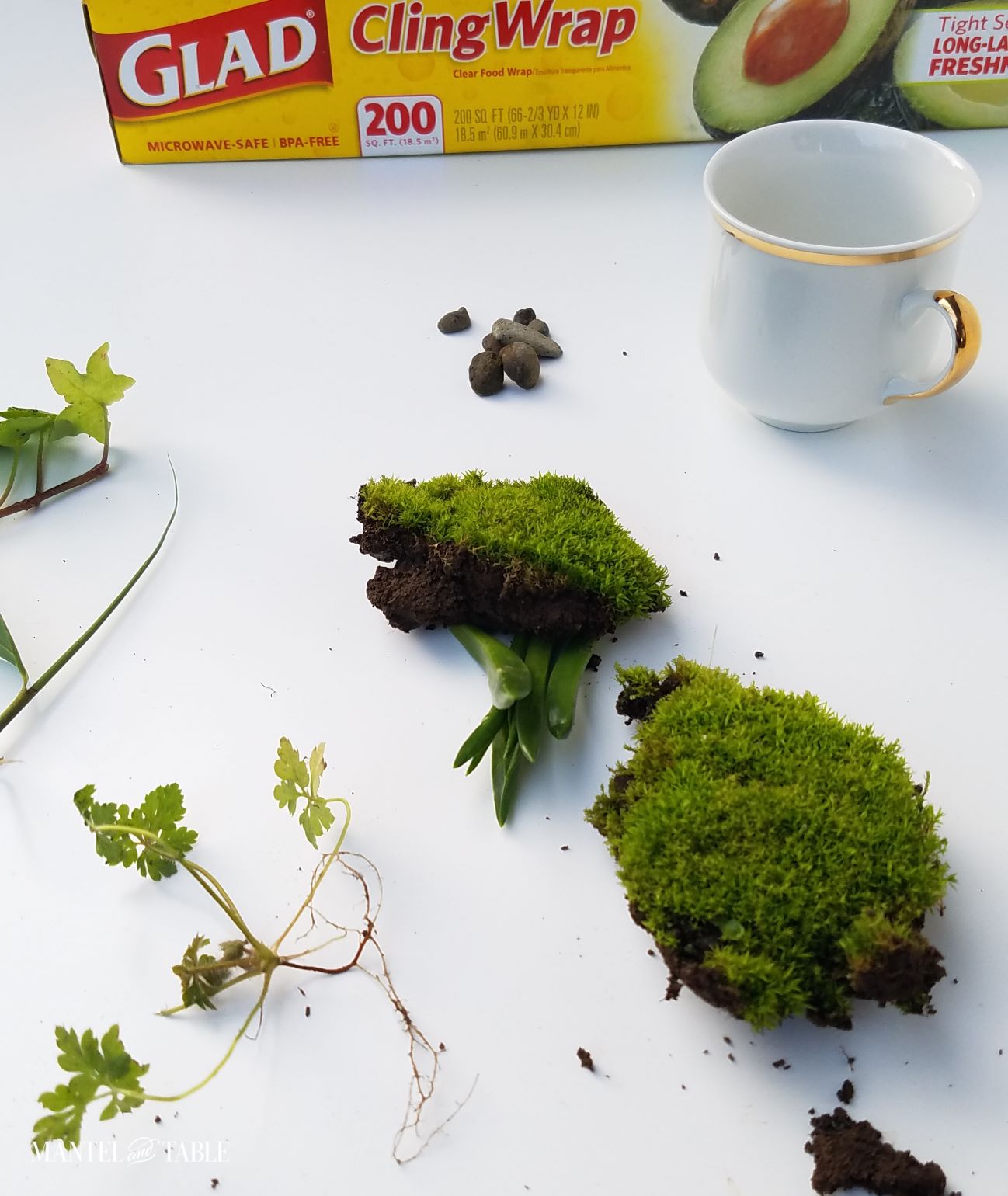 teacup garden materials spread out on white background