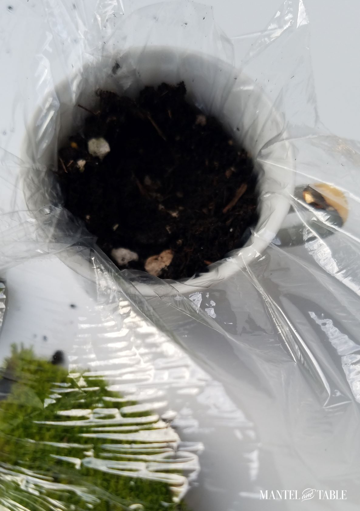 Teacup from above, filled with potting soil