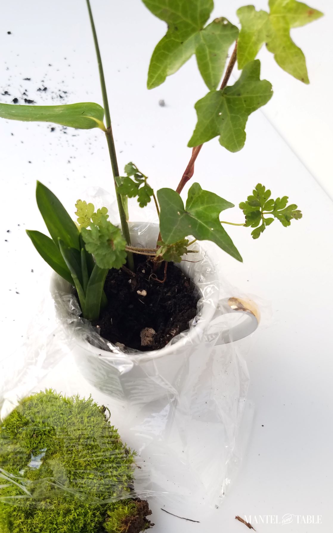 Teacup garden with plant cuttings in the soil