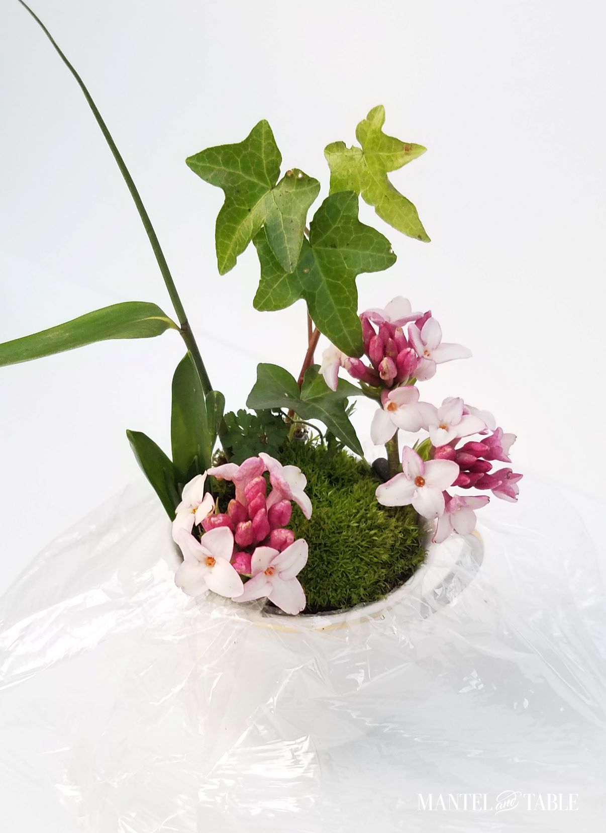 Plastic wrap-lined teacup holding green plants, moss, and pink & white daphne