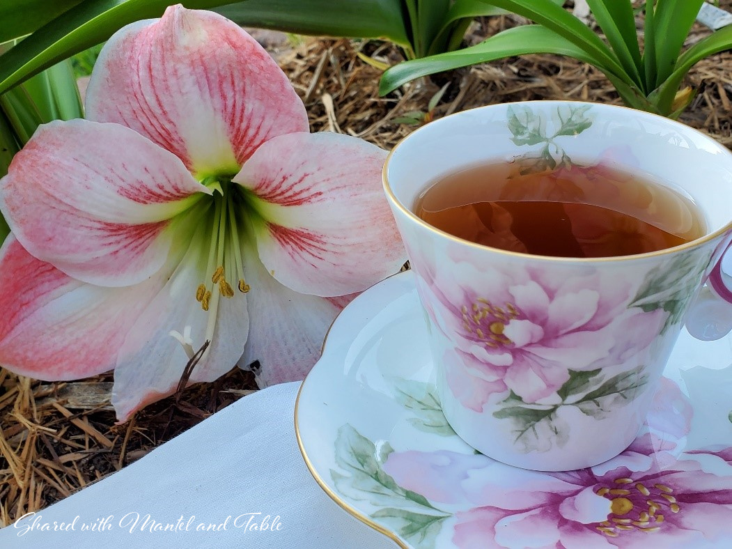 The Traveling Teacup in garden next to large red and white amaryllis bloom