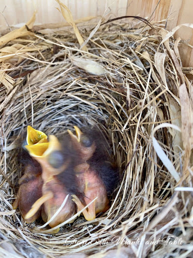 Baby bluebirds in their nest