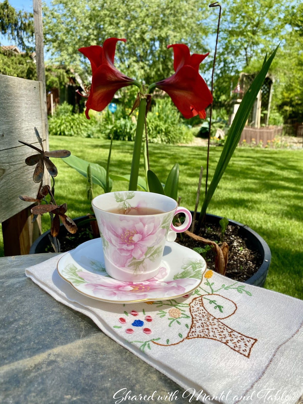 The Traveling Teacup with deep red amaryllis in the yard