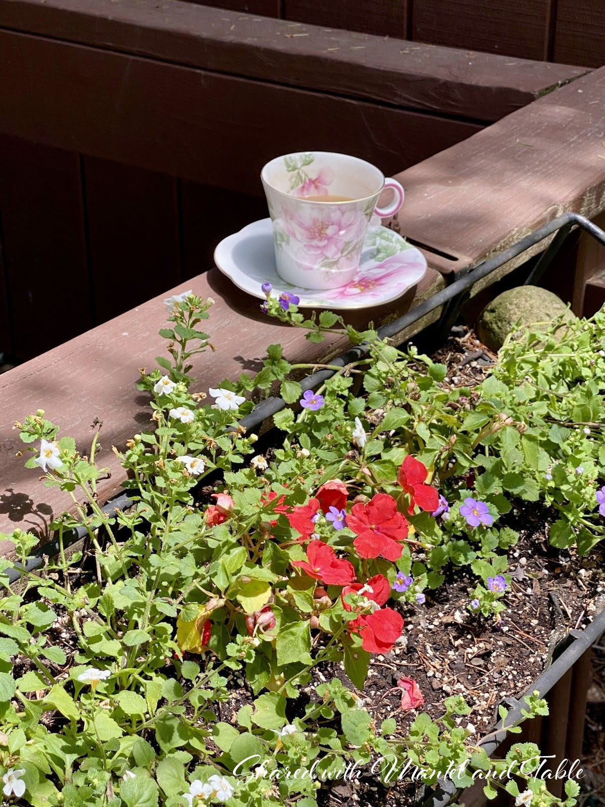 Teacup with blooming flowers in a planter box