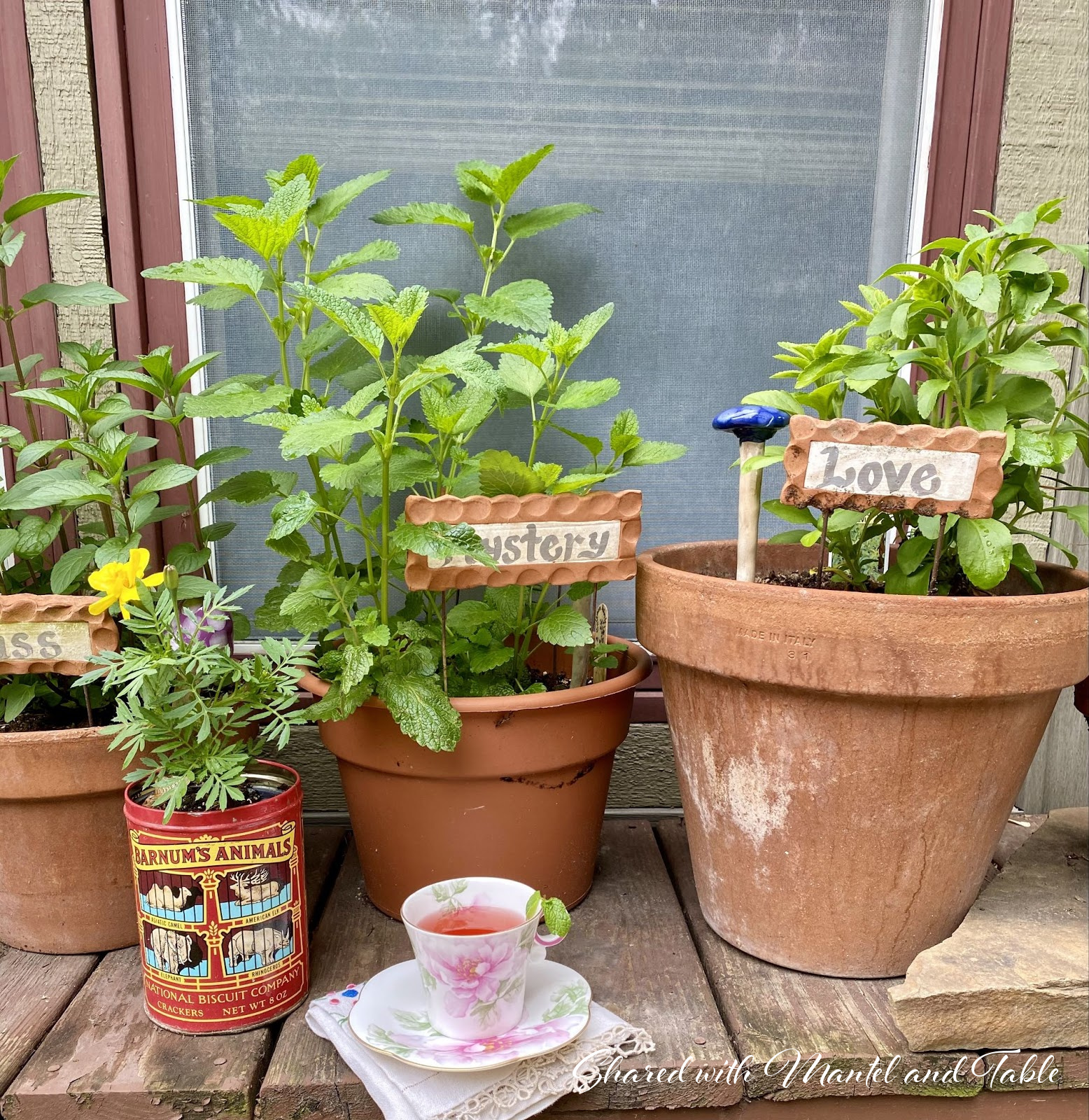 Herb pots and teacup