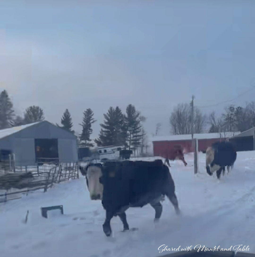 Teacup on the ranch - steers running alongside the car