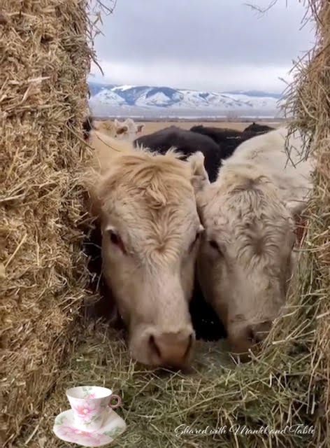 White steers checking out our Teacup on the ranch set on a bale of hay