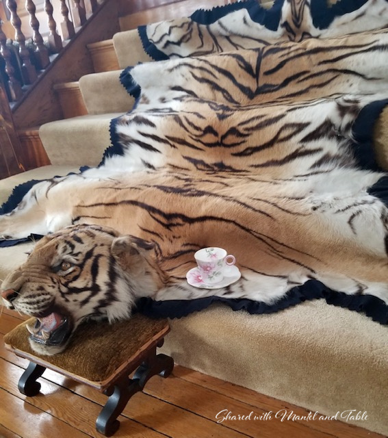 Teacup on the ranch, with tiger skin rug