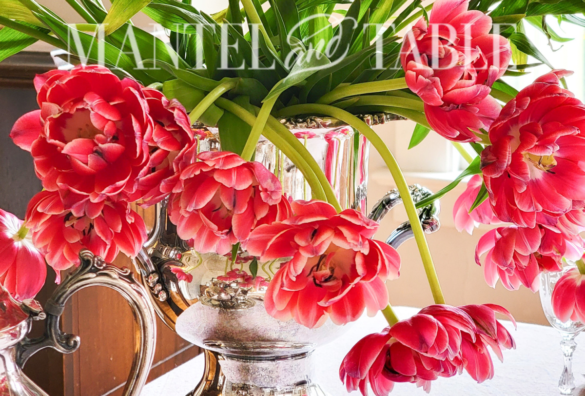 Organize a tea party - pink tulips in silver wine bucket closeup