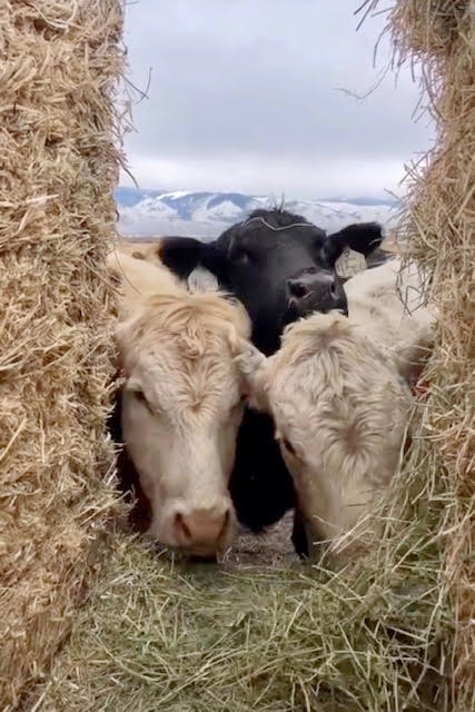 Two white and one black steer peeking between hay bales