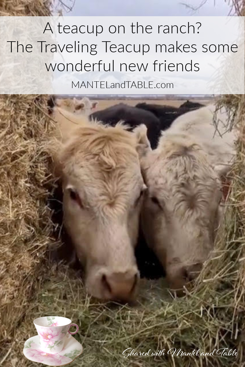 Teacup on the ranch on hay bales with steers Pinterest banner
