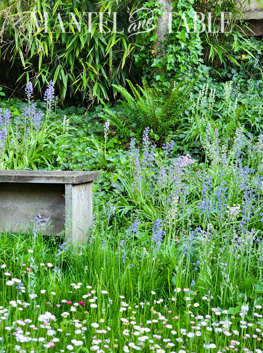 Backyard with wild flowers and rustic bench