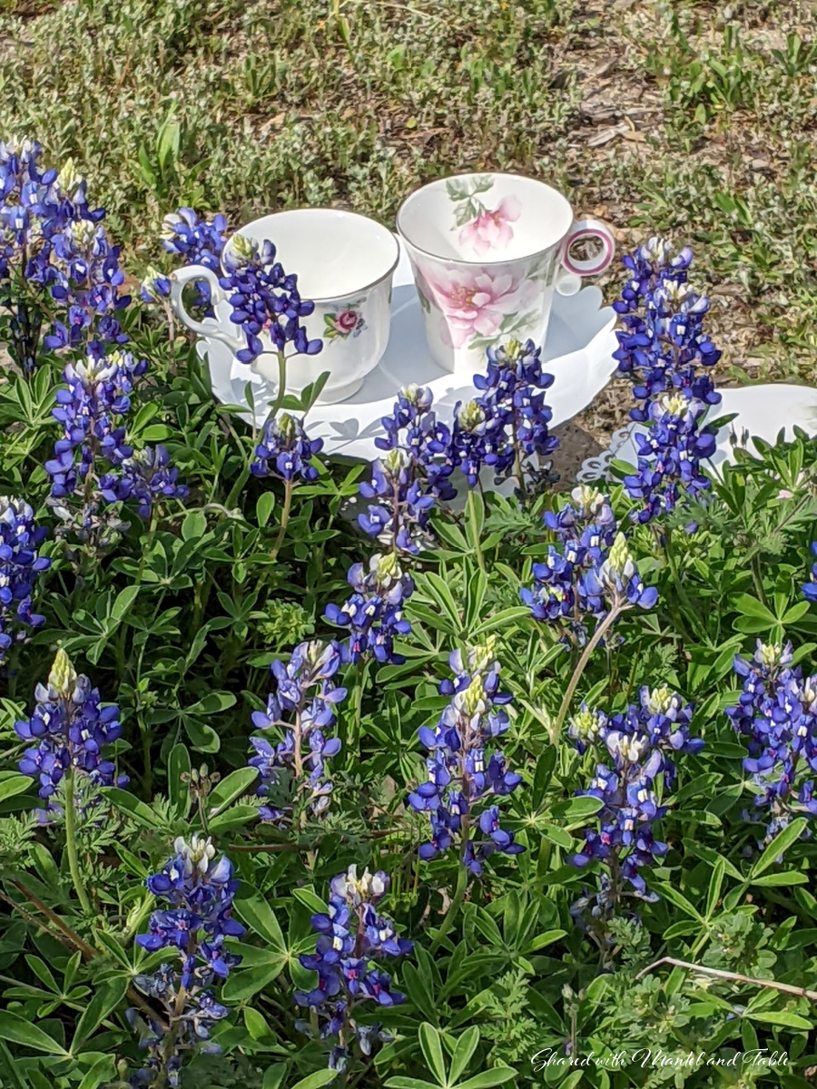tea and friendship - two teacups on the lawn with bluebonnet flowers