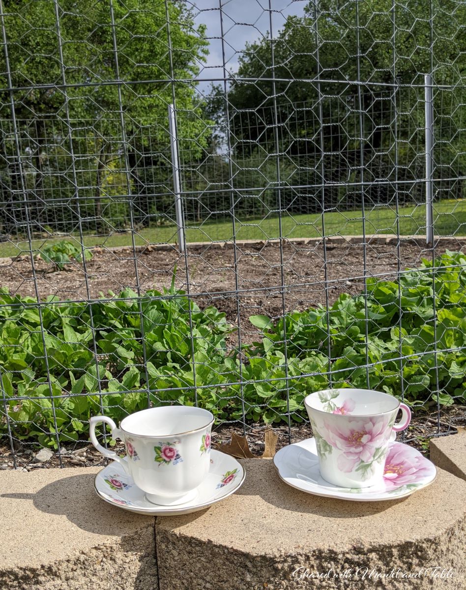 tea and friendship - two teacups in front of herb and radish garden
