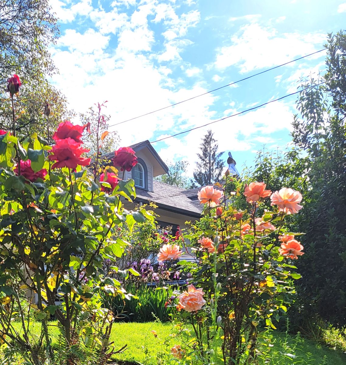 Summer garden with roses and a tall bay tree