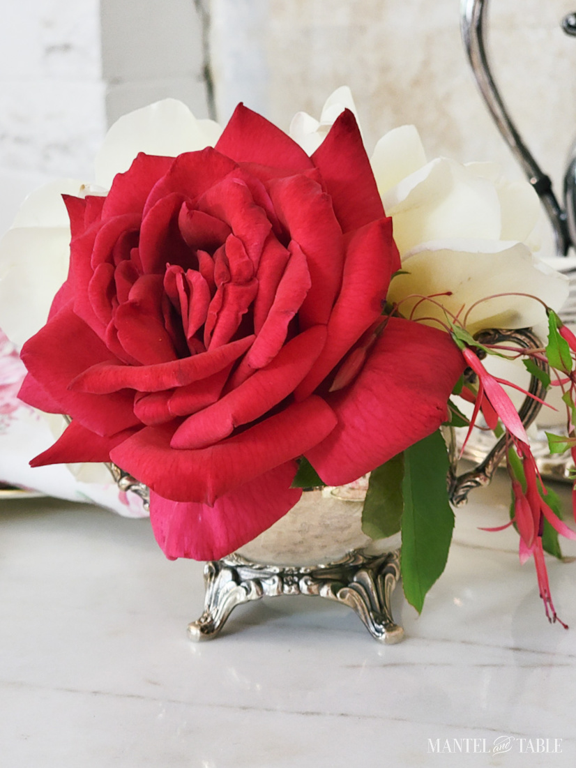 red rose closeup