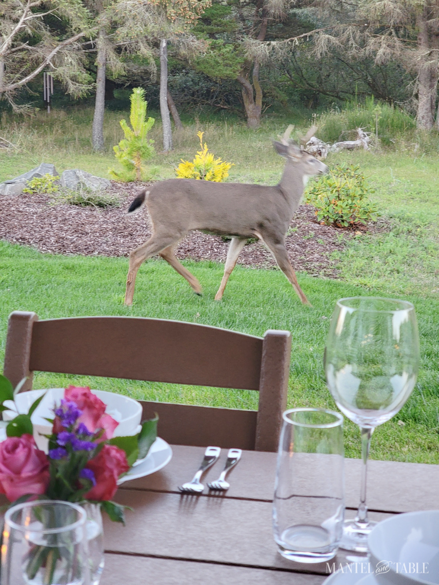 closeup of deer near a formal outdoor table setting
